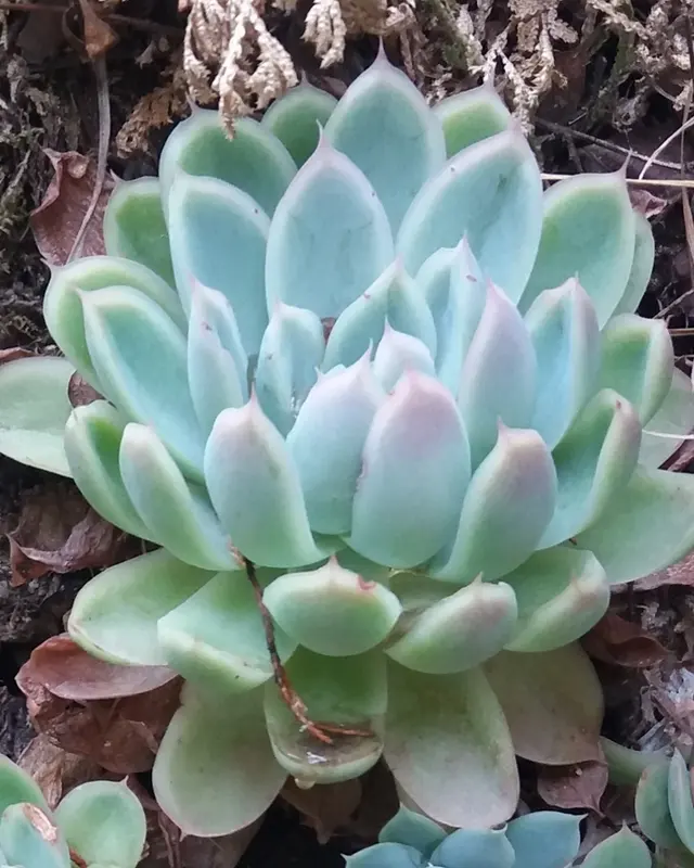 Echeverie