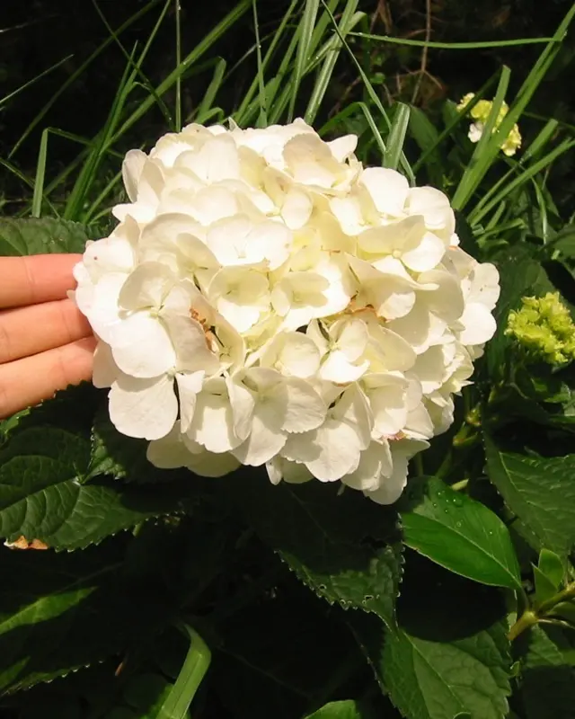 Hortensie