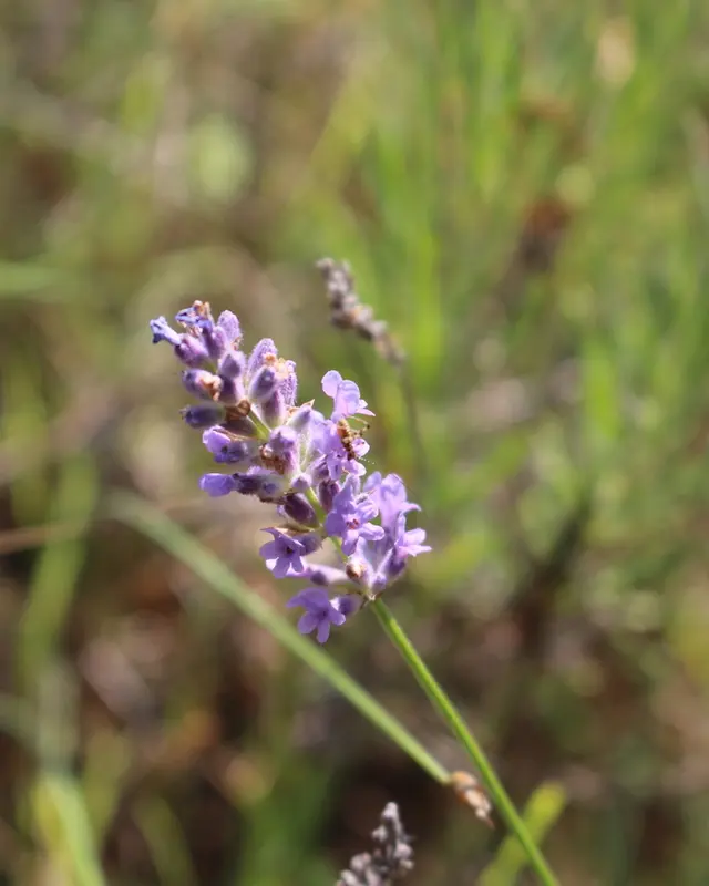 Lavendel